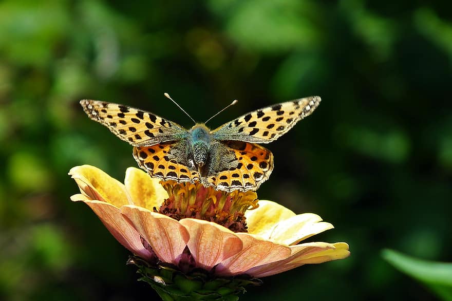 sommerfugl, blomst, pollen, bestøve, bestøvning, vinger, sommerfugl vinger, winged insekt, lepidoptera, flor, blomstre