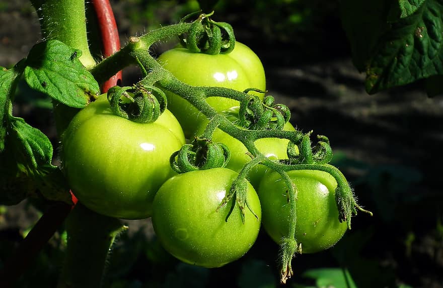 tomaatit, vihannekset, vihreä, vihreät tomaatit, tuottaa, orgaaninen, tuore, tuoreita tomaatteja, ruoka