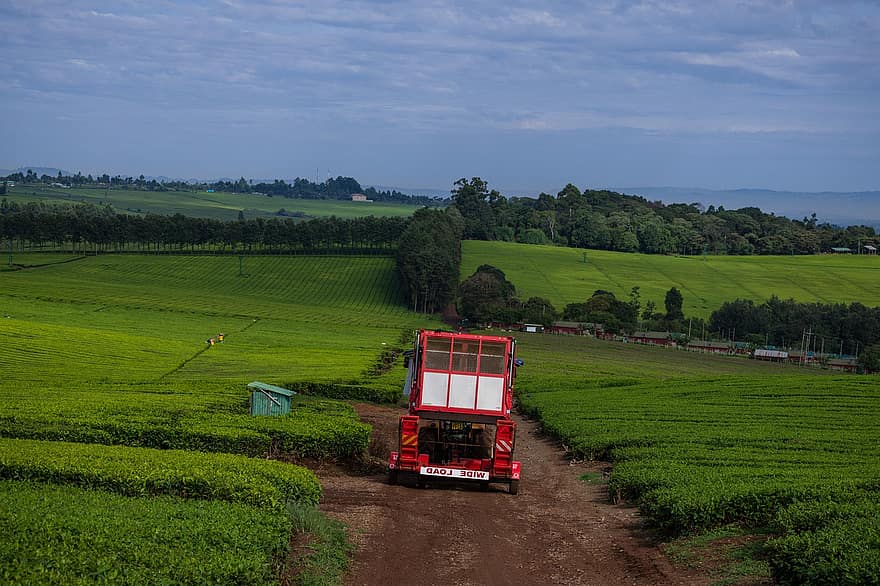 piantagione di tè, Kenia, agricoltura, natura, azienda agricola, campagna, rurale