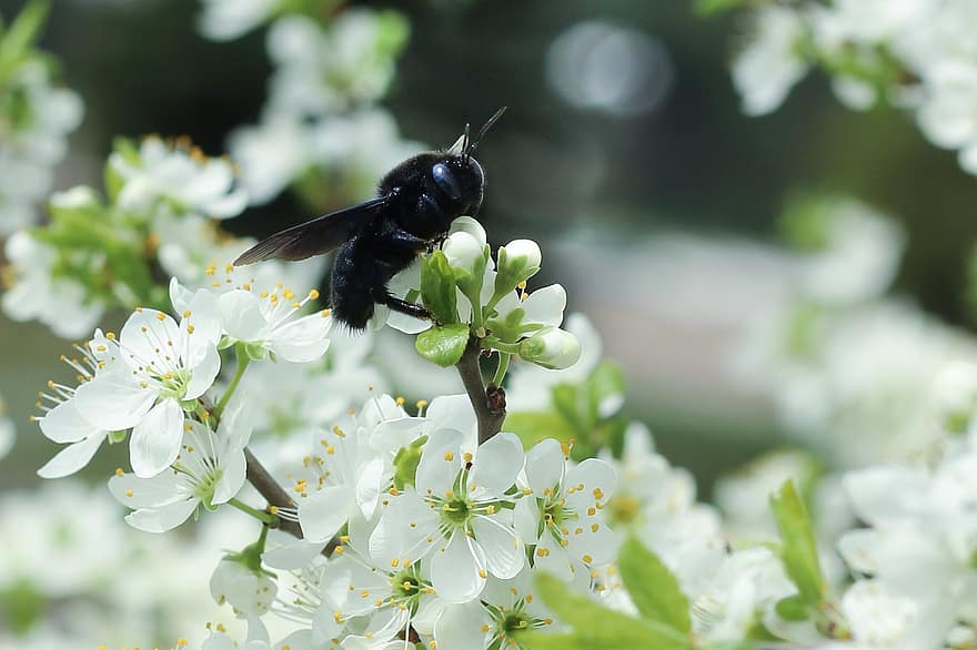 Insekt, Violette Zimmermannsbiene, Entomologie, Makro, Bestäubung, Biene, Flora, blühen, Weiß, Blume
