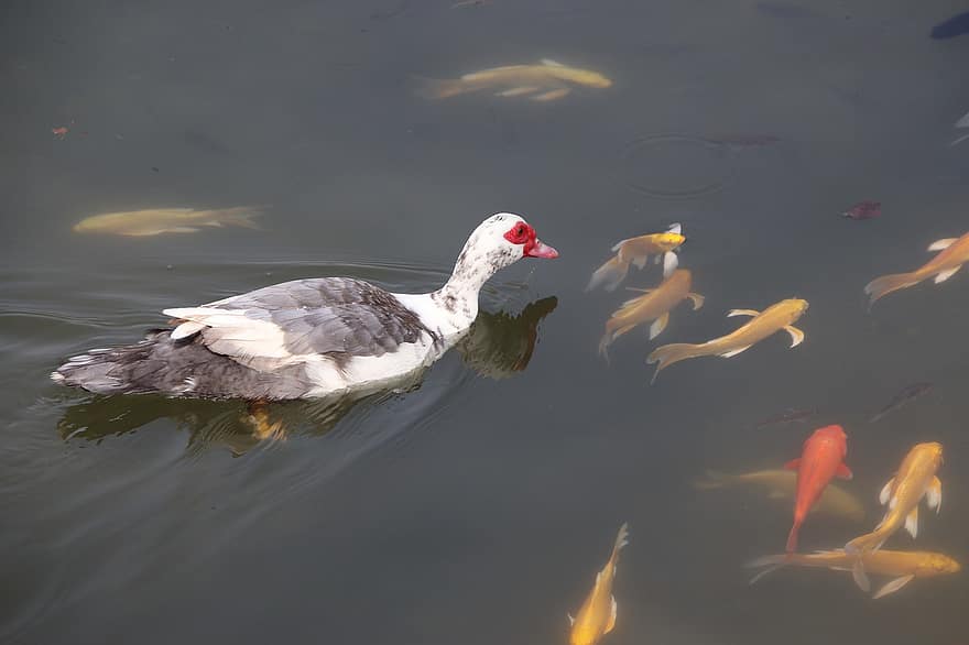 Muscovy Duck, Koi Fish, Pond, Bird, Duck, Waterfowl, Water Bird, Aquatic Bird, Animal, Feathers, Plumage