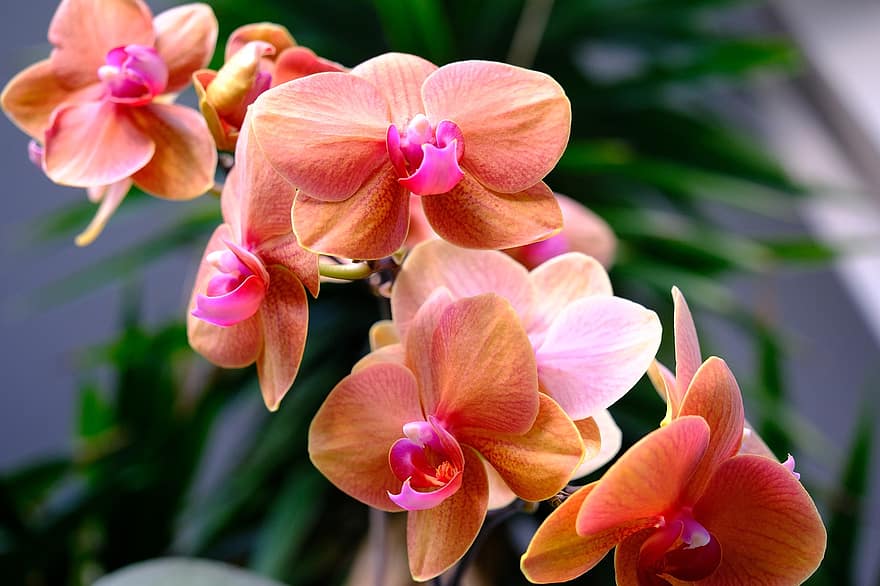 virág, orchidea