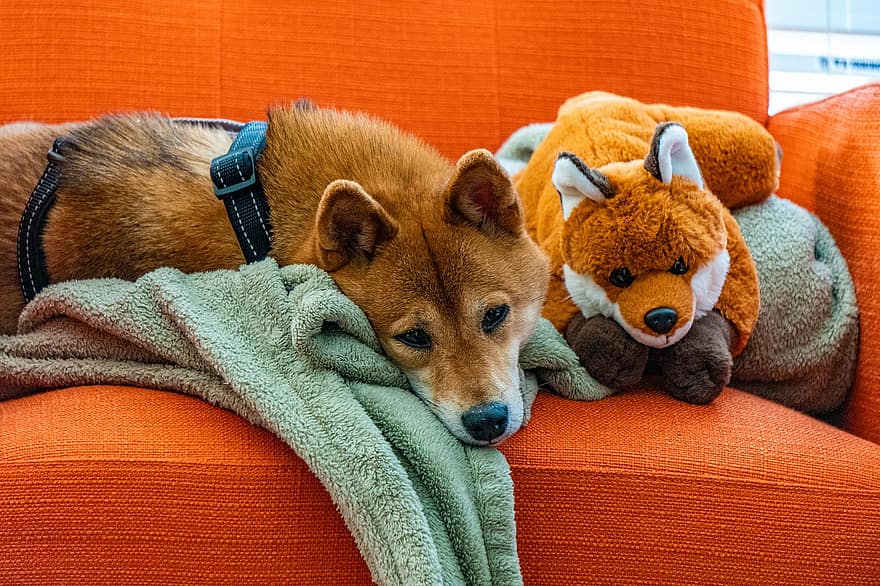 shiba inu, Raposa de pelúcia, cão, animal, cobertor, doméstico, canino