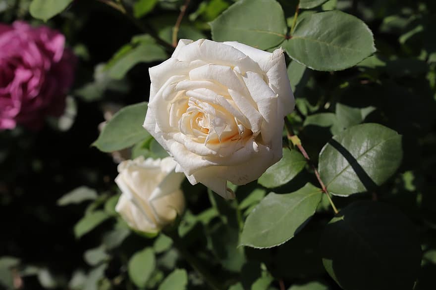 roos, bloem, de lente, fabriek, witte roos, witte bloem, bloeien, lente bloem, tuin-, natuur, blad