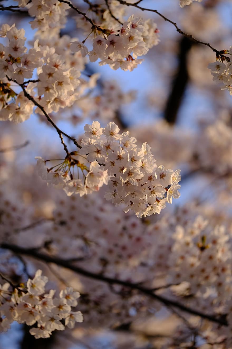 桜の花、花、木、工場、春、ブランチ、シーズン、閉じる、葉、鮮度、花弁
