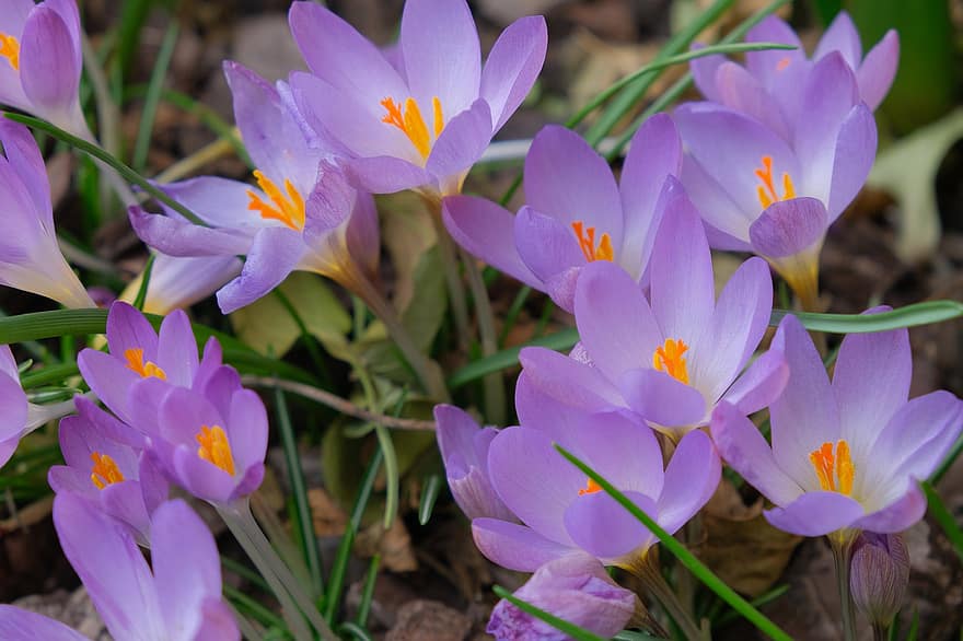 クロッカス、フラワーズ、紫色の花、花びら、紫色の花びら、自然、植物、春の花、工場、花、フラワーヘッド