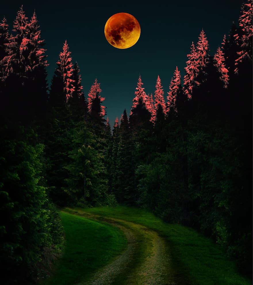 bosque, noche, Luna llena, arboles, sendero, bosque misterioso, bosque encantado, árbol, paisaje, oscuro, hierba