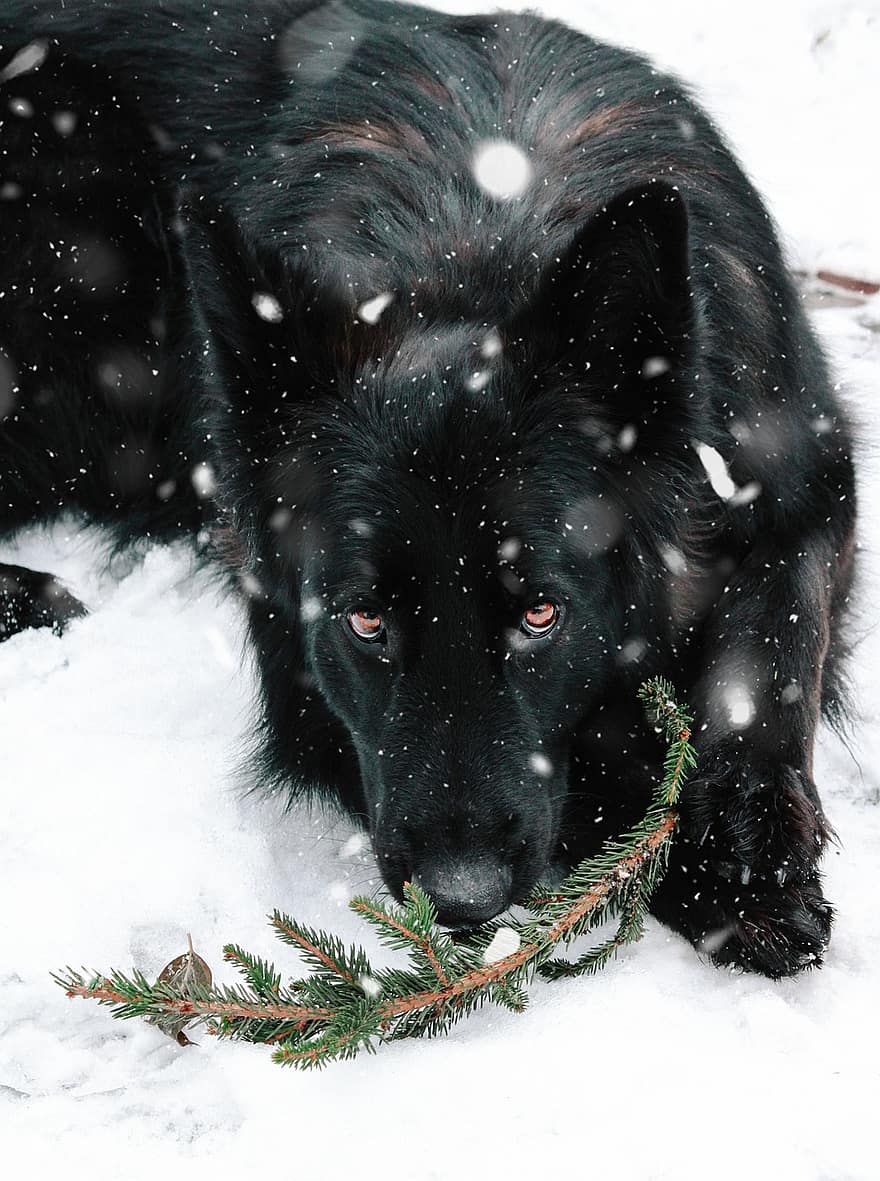 gembala Jerman, anjing, salju yg turun, salju, turun salju, anjing hitam, musim dingin, dingin, membelai, hewan, anjing peliharaan