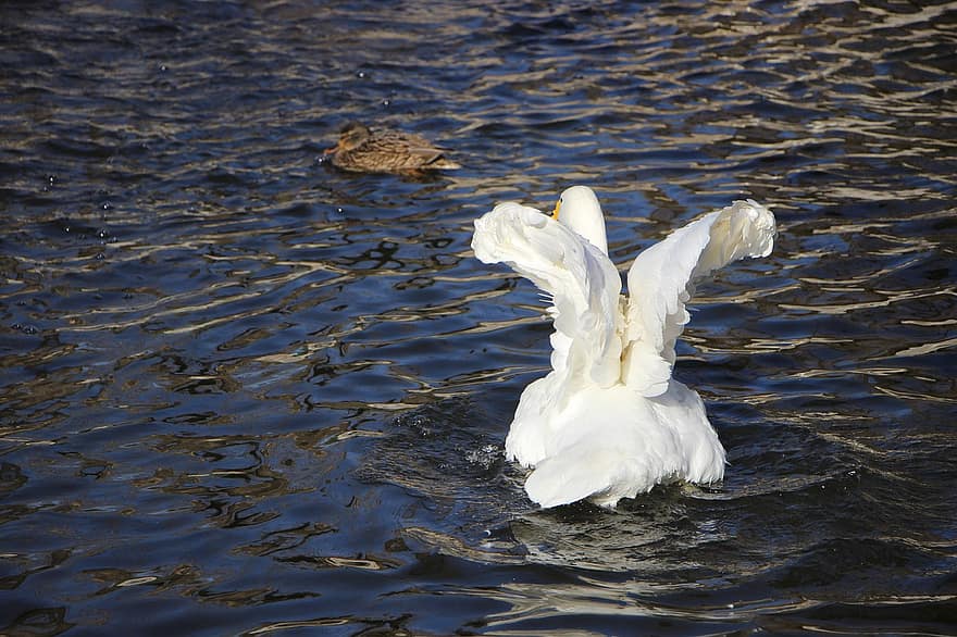 птица, водна птица, лебед, бял лебед, езерце