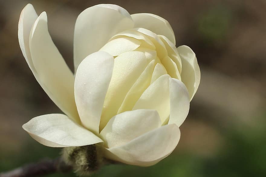 magnolija, gėlė, balta gėlė, žydi, pavasaris, žiedas, pobūdį, Iš arti, augalų, žiedlapis, lapai