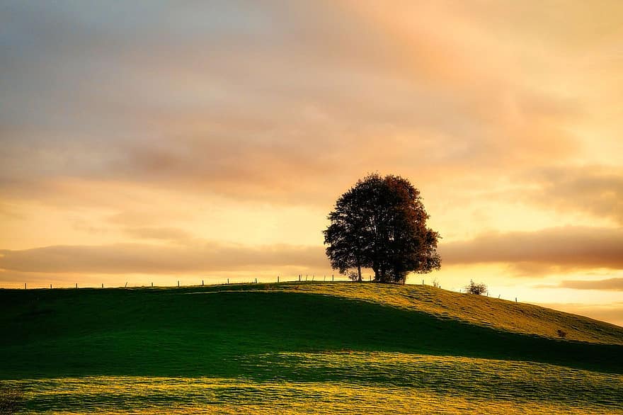 árbol, puesta de sol, colina, escena rural, prado, paisaje, hierba, verano, granja, nube, cielo