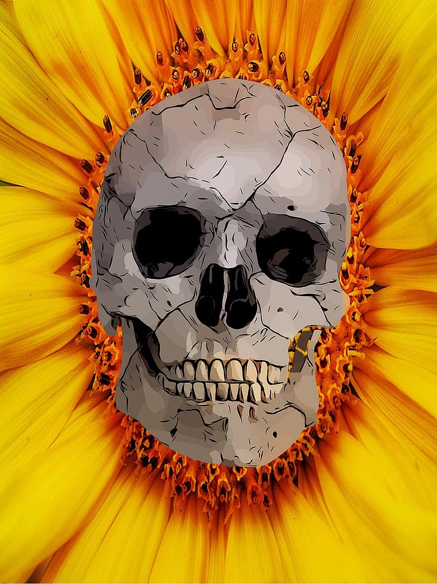 череп, слънчоглед, скелет, глава, цветен, разцвет, цвят, цвете, растение, деко, тъмен