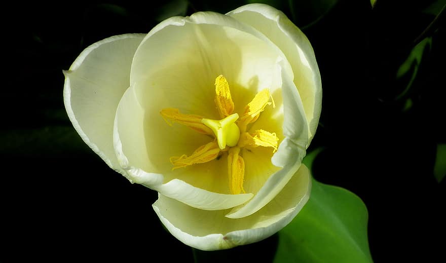 tulipán, květ, zahrada, okvětní lístky, Tulipán lístků, flóra, jarní květina, kvetoucí, rostlina, zblízka