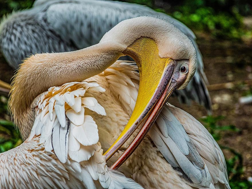 pelikan, zoo, ocell, animal, factura, ocell aquàtic, aigua, retrat animal