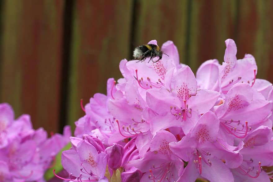 Rhododendron, Flowers, Bee, Plant, Bush, Bumblebee, Insect, Shrub, Bloom, Garden, Blossom