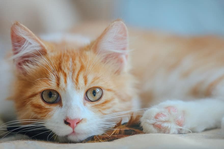 kočka, kotě, oranžová kočka, portrét, kočka portrét, mourek, oranžové mourek, mourovatá kočka, Kočkovitý, domácí zvíře, savec