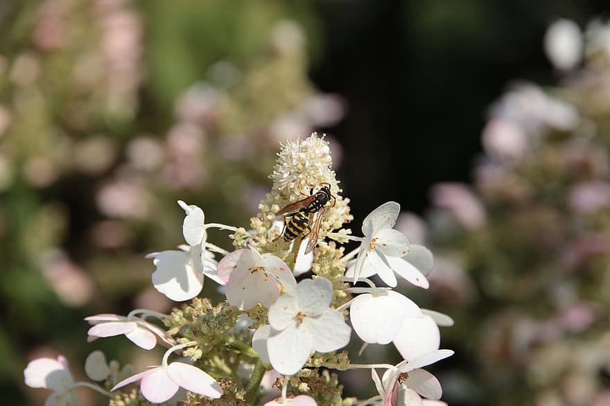 Wasp, Hydrangea