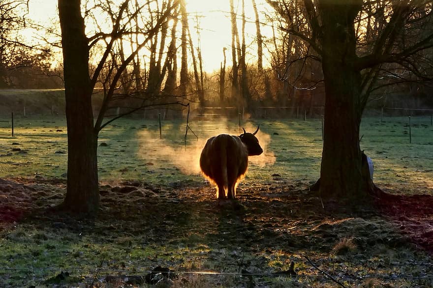 Buffalo, Cold, Frost, Nature, Winter, tree, farm, rural scene, forest, grass, meadow