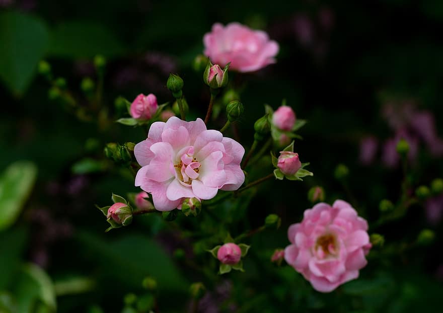 rosa 'pasaku, florets, rozes, ziedlapiņām, pogas, lapas, dārzs
