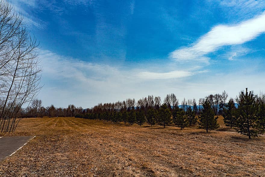 primavera, camp, arbres, paisatge, cel, núvols, arbre, bosc, blau, escena rural, temporada