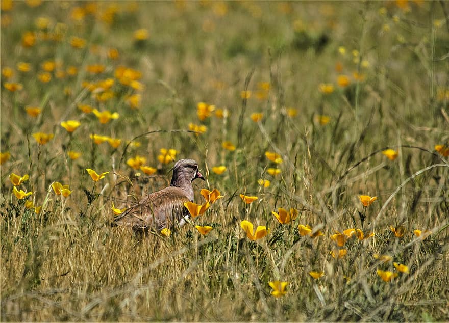 Lapwing, Bird, Field, Southern Lapwing, Animal, Wildlife, Flowers, Plants, Meadow, Nature