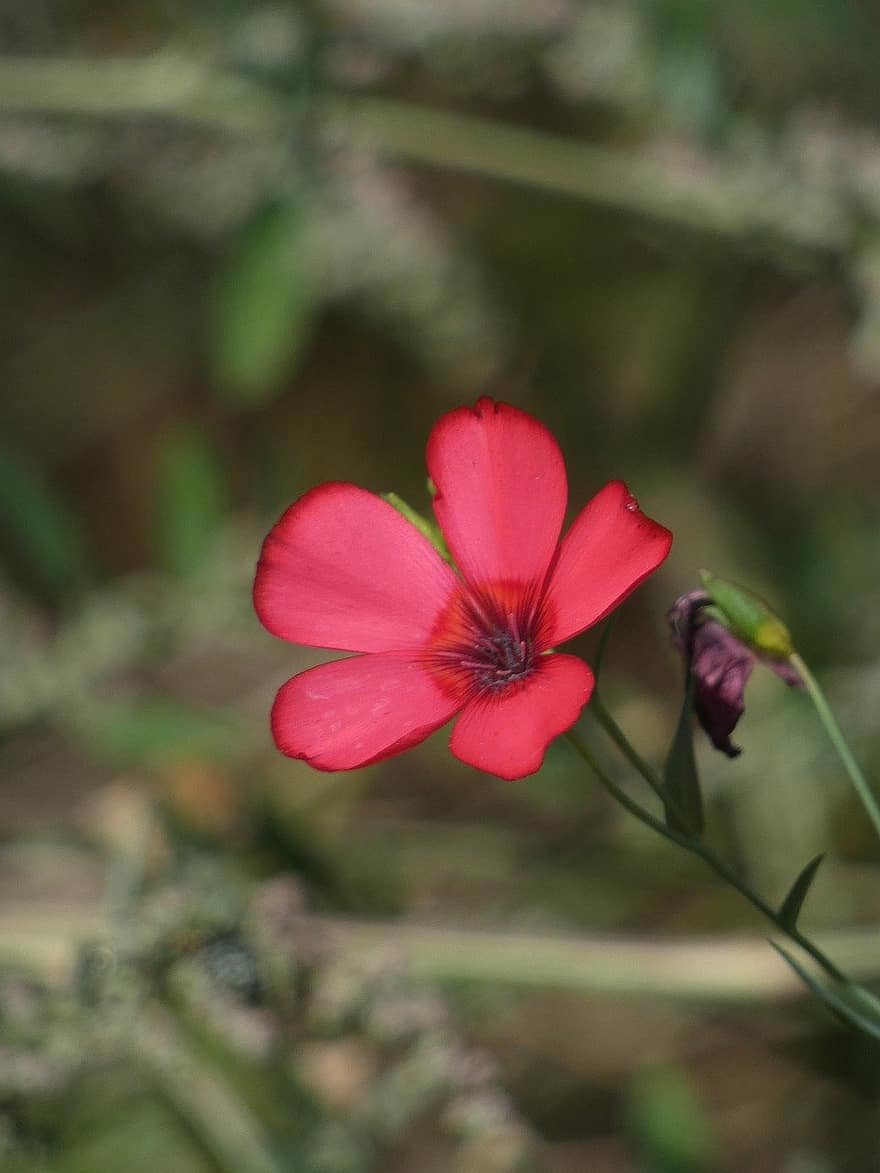 červená květina, Příroda, zahrada, květ, detail, rostlina, letní, okvětní lístek, květu hlavy, zelená barva, list