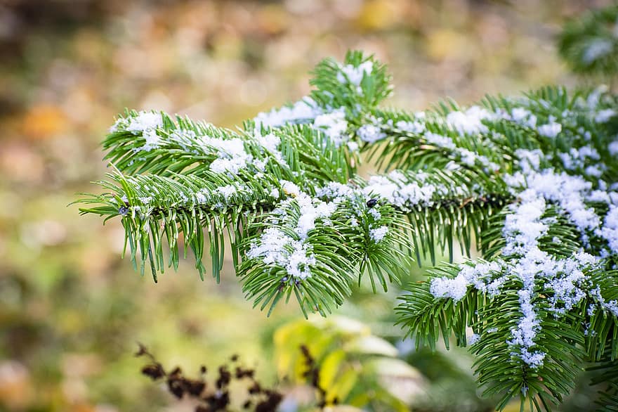 Snow, Leaves, Evergreen, Nature