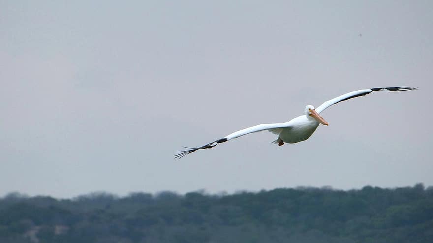 pelicano, pássaro voando, pássaro, natureza, pelecanidae, vôo, bico, animais em estado selvagem, pena, azul, gaivota