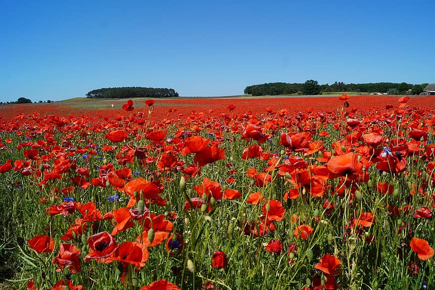 bidang poppy, bunga poppy, bunga-bunga, bunga merah, padang rumput, pemandangan pedesaan, musim panas, bunga, menanam, warna hijau, rumput