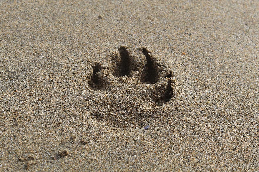 sand, fotspor, pawprint