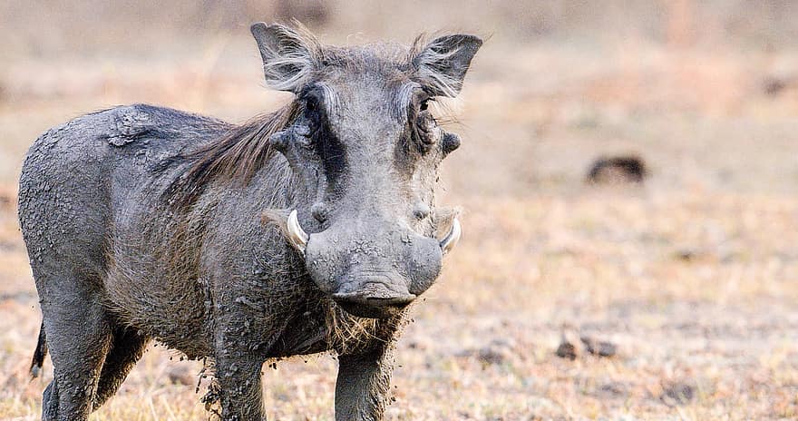 Warthog, animal, vida salvatge, porc salvatge, mamífer, naturalesa, Àfrica, animals a la natura, animals de safari, granja, safari
