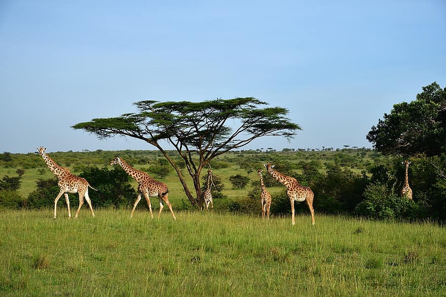 giraffer, maasai mara, dyr, Afrika, dyreliv, pattedyr, landskap, sjiraff, savannen, dyr i naturen, safari dyr