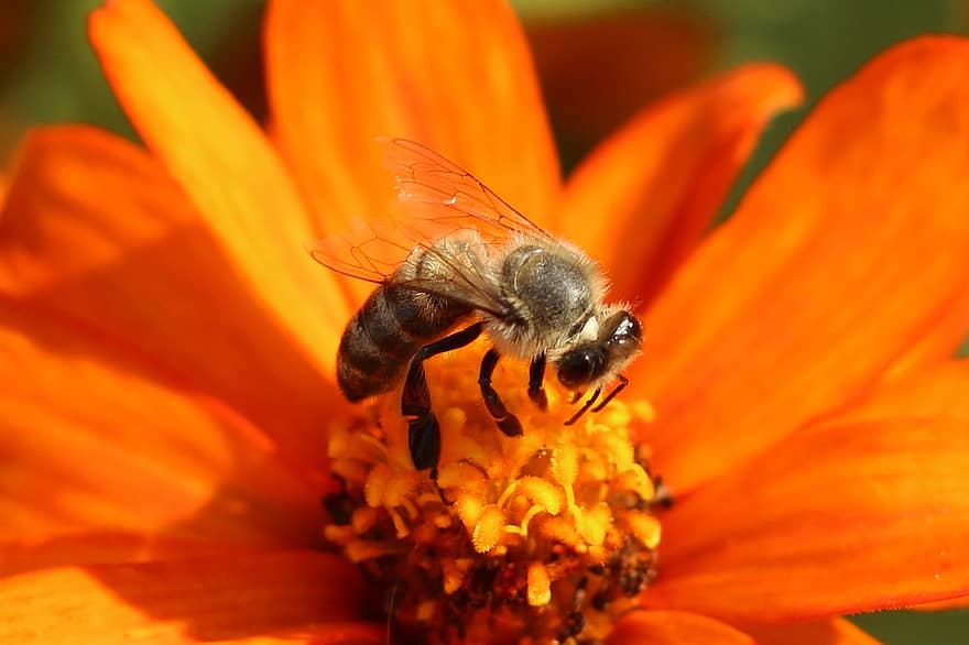 бджола, комаха, запилюють, запилення, квітка, крилате комаха, крила, природи, перетинчастокрилі, ентомологія, макрос