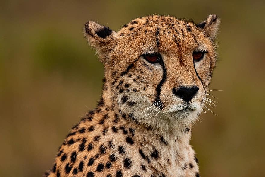 cheetah, dier, safari, Zuid-Afrikaanse cheeta, zoogdier, grote kat, wild dier, roofdier, dieren in het wild, fauna, wildernis