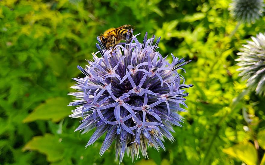 ciulin, albină, insectă, poleniza, polenizare, floare, cu insecte înaripate, aripă, natură, hymenoptera, entomologie