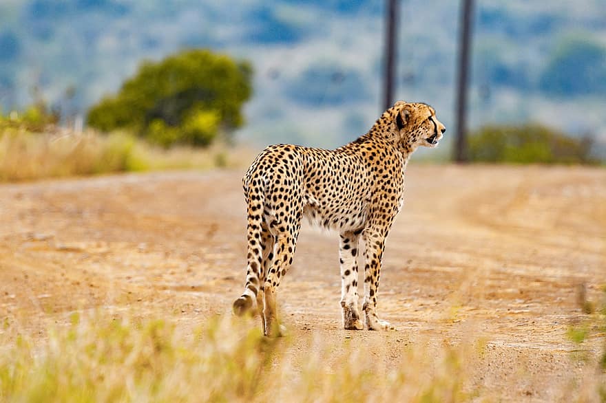 Гепард, животно, сафари, Южноафрикански гепард, бозайник, голяма котка, диво животно, хищник, дивата природа, фауна, пустиня
