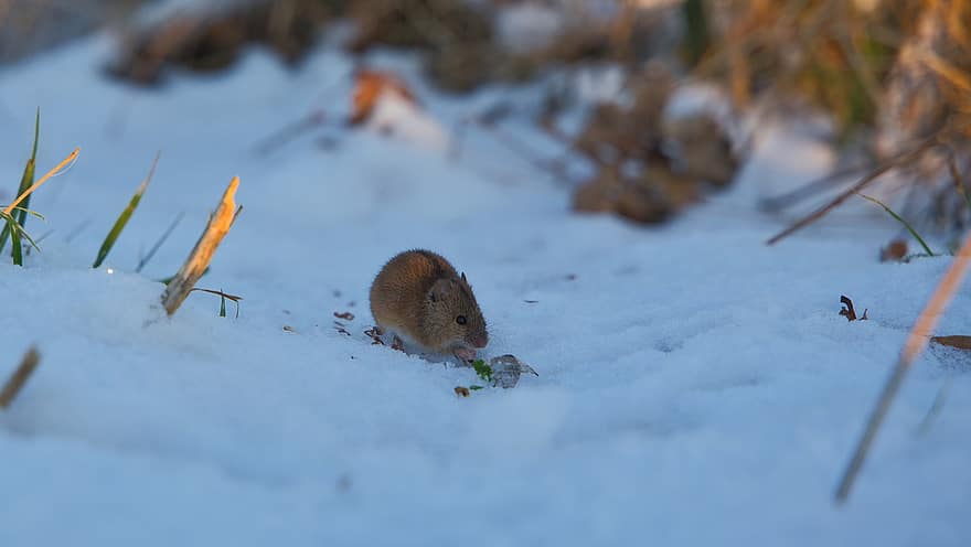 mouse, makan, salju, musim dingin, alam, binatang di alam liar, hewan pengerat, imut, merapatkan, bulu, hewan peliharaan
