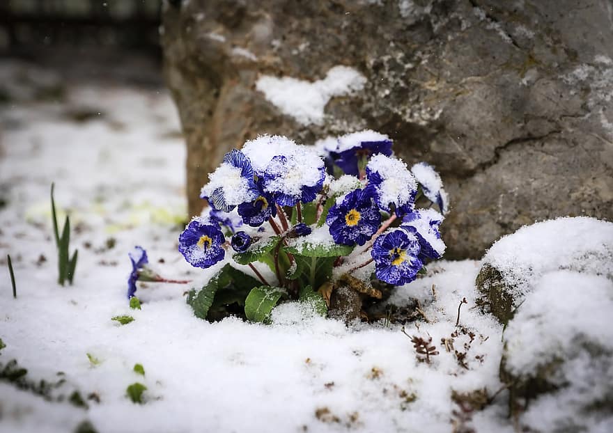 petrklíč, květiny, zimní, mráz, sníh, led, zasněžený, primulka, fialové květy, květ, okrasné rostliny