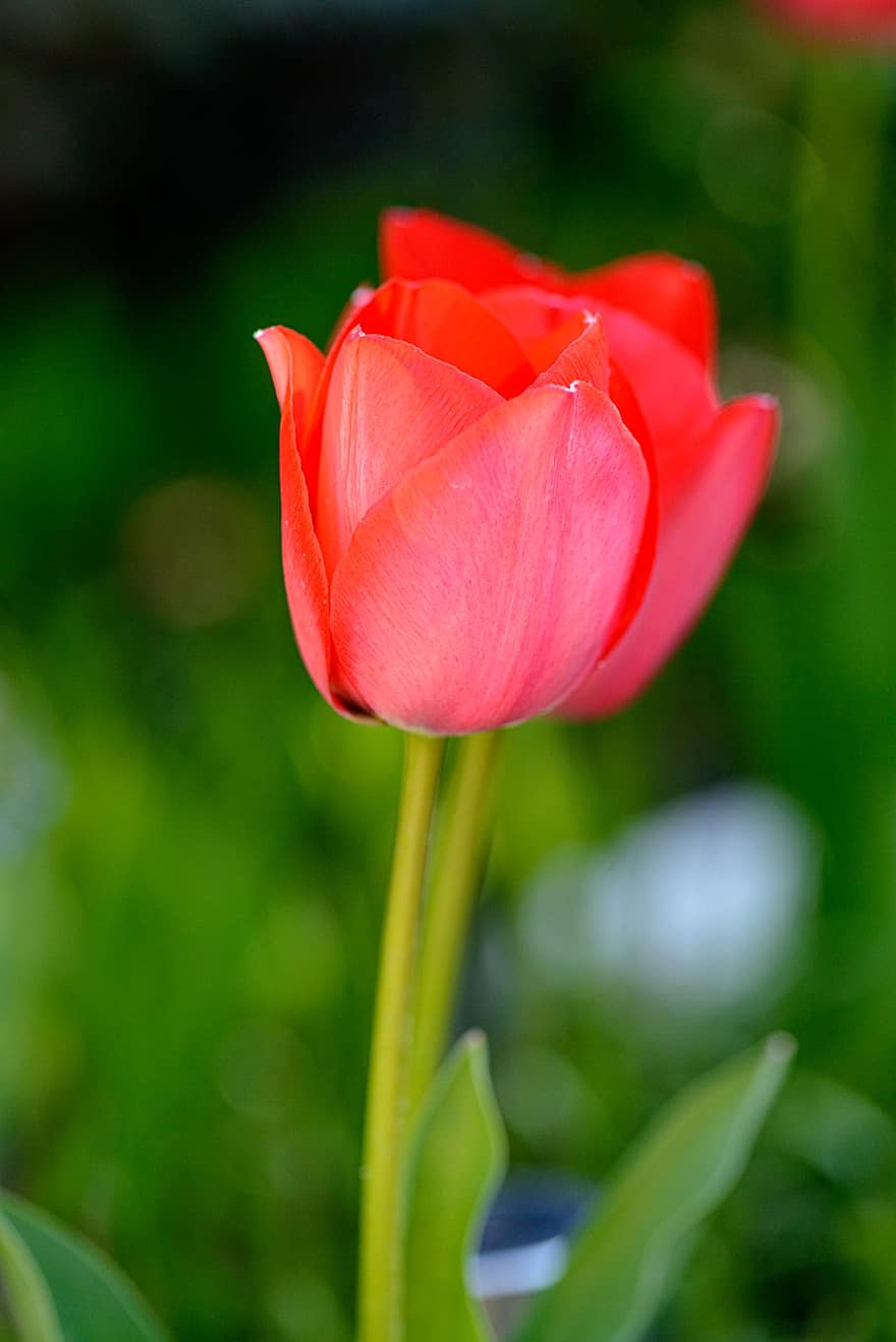 Tulip, Flower, Red Tulip, Red Flower, Petals, Red Petals, Bloom, Blossom, Flora, Floriculture, Horticulture