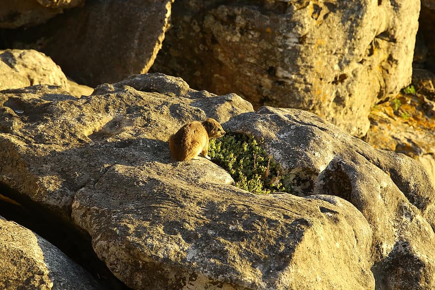marmota, rosegador, roques, animal, pedres, rata de roca, taula de muntanya, Ciutat del cap, rock, animals a la natura, primer pla