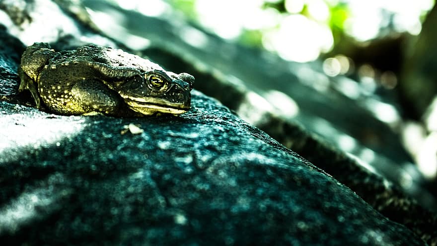 Amphibian, Frog, Species, Toad, Nature, Animal, Cordoba, Forest, close-up, animals in the wild, animal eye