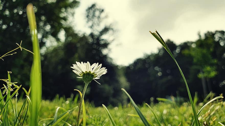 blomma, daisy, äng, sommar, grön, gräs, moln, vit, bakgrund