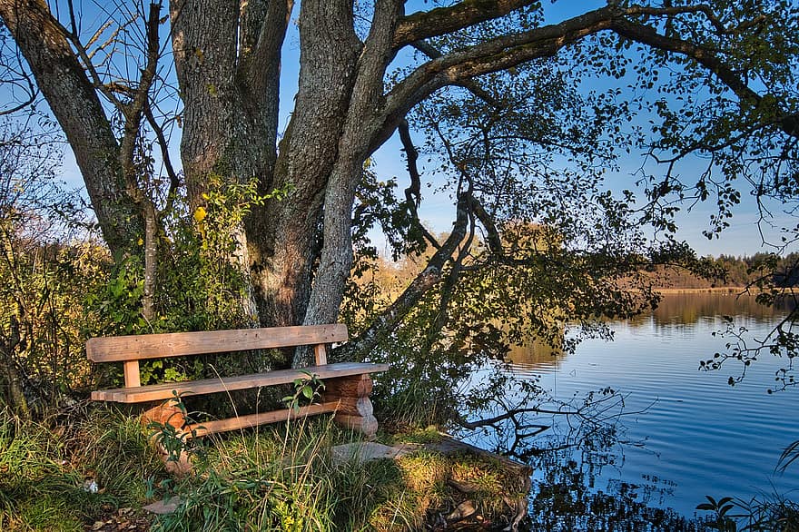 Băng ghế, Thiên nhiên, hồ nước, công viên, cây, ghế băng gỗ