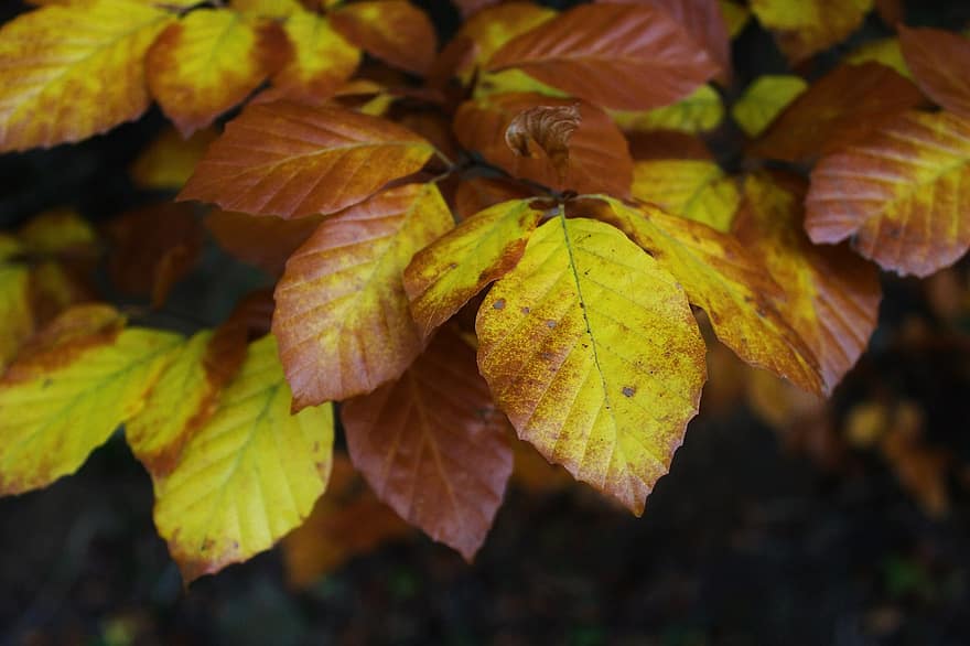 listy, podzim, strom, les, buk, Příroda, list, žlutá, sezóna, detail, pozadí