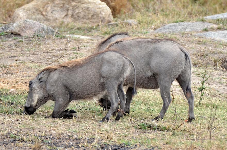 warthogs, iarbă, păşune, animale, îngenunchere, mâncare, animale sălbatice, Africa