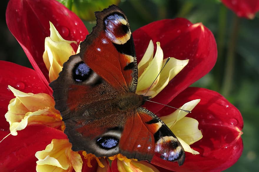 πεταλούδα παγωνιού, πεταλούδα, λουλούδι, γονιμοποιώ άνθος, γονιμοποίηση, έντομο, φτερωτό έντομο, πεταλούδα φτερά, άνθος, ανθίζω, χλωρίδα