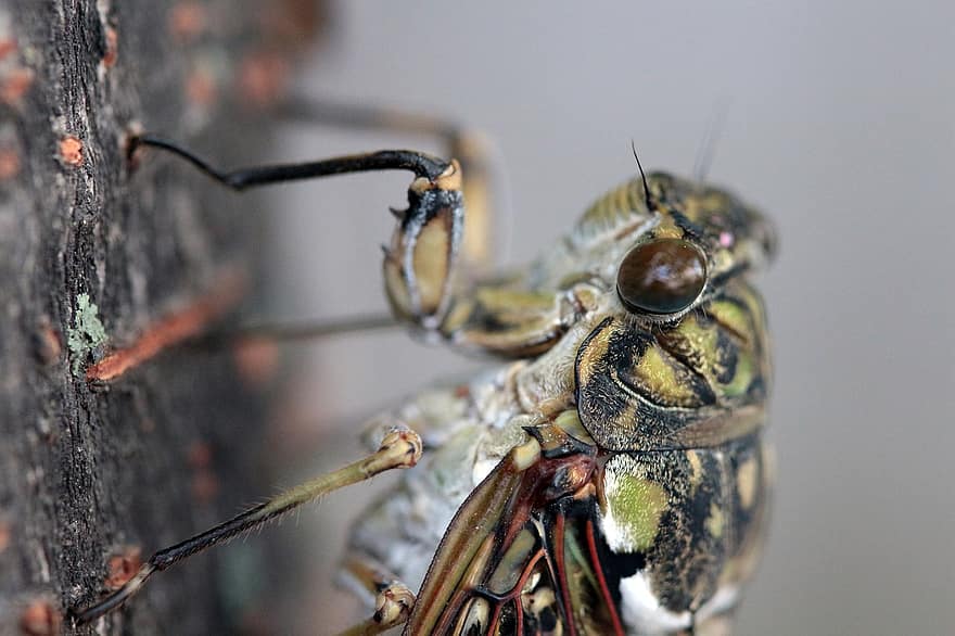 cicada, insekt, bug, nærbilde, makro, leddyr, Bie, virvelløse, dyr i naturen, liten, dyr antenne