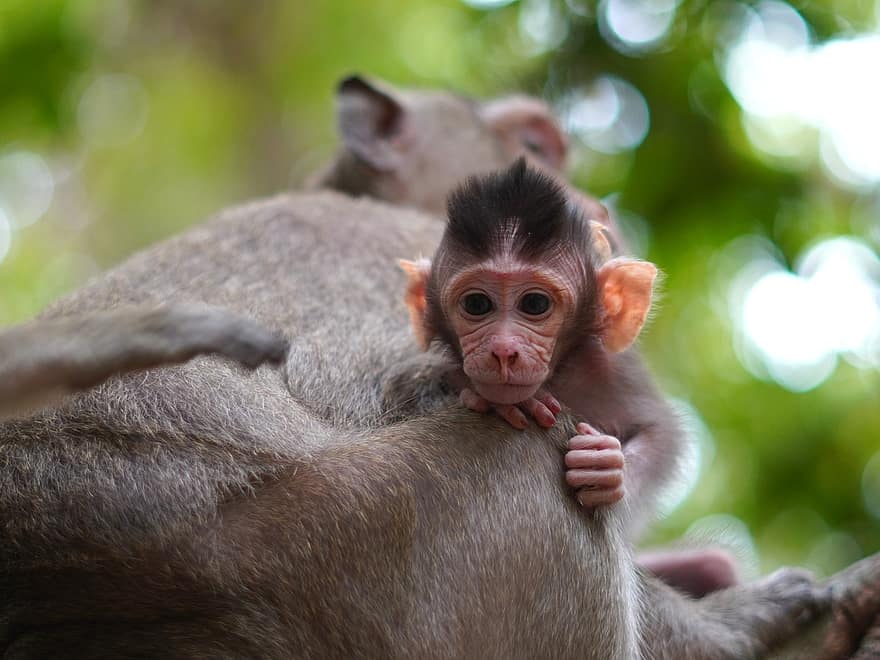mono, bebe mono, madre, animales, primates, bebé animal, fauna silvestre, primate, linda, animales en la naturaleza, pequeña