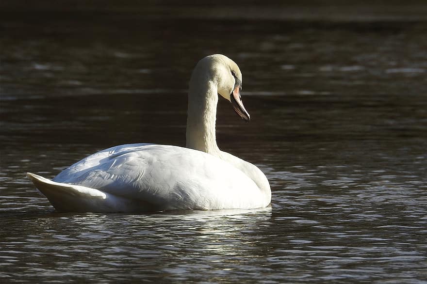 Swan, Mute Swan, Lake, Bird, Water Bird, River, Avian, feather, water, beak, pond