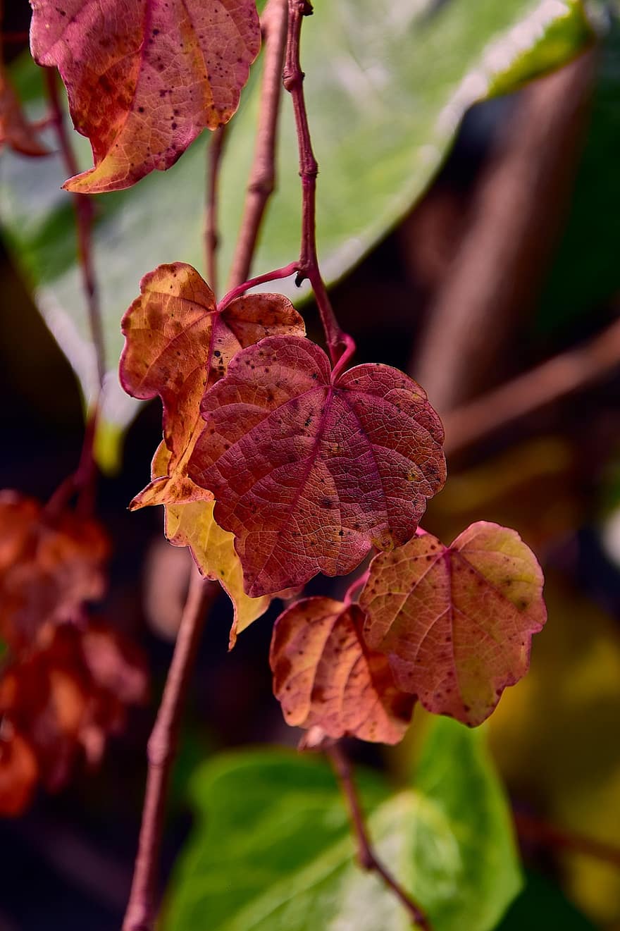 sušené listy, listy, strom, les, podzim, barvitý